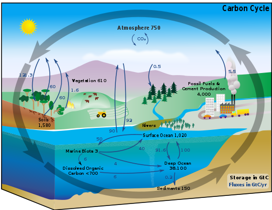 cycle-carbone-fne